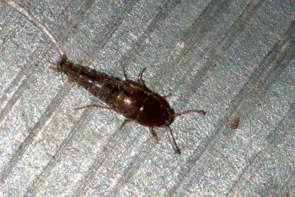  Sepedophilus Gistel, 1856