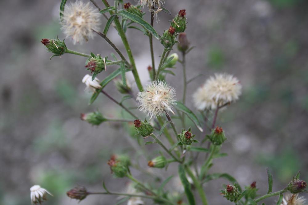 Inule fétide, Inule à forte odeur Dittrichia graveolens (L.) Greuter, 1973