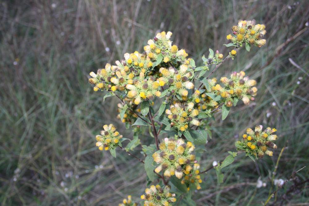 Inule conyze, Inule squarreuse Inula conyza DC., 1836