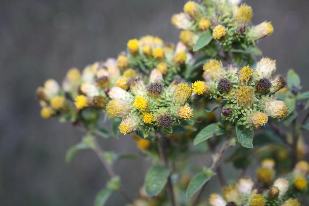 Inule conyze, Inule squarreuse Inula conyza DC., 1836