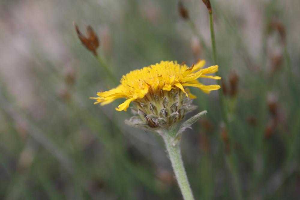 Inule des montagnes Inula montana L., 1753