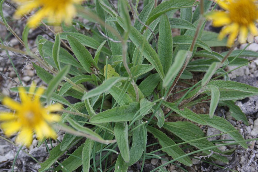 Inule des montagnes Inula montana L., 1753