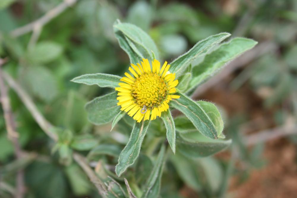 Pallénis épineux Pallenis spinosa (L.) Cass., 1825