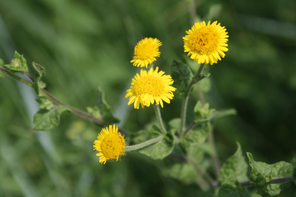 Pulicaire dysentérique Pulicaria dysenterica (L.) Bernh., 1800