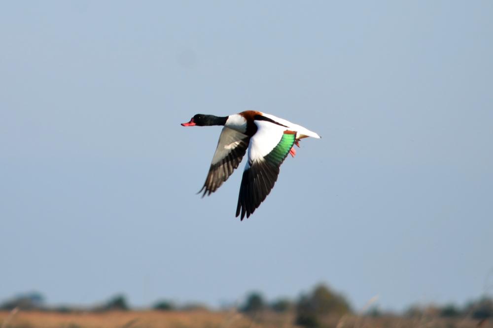 Tadorne de Belon Tadorna tadorna (Linnaeus, 1758)