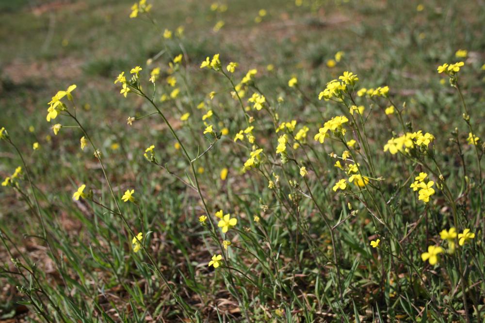 Bunias fausse-roquette, Roquette des champs Bunias erucago L., 1753