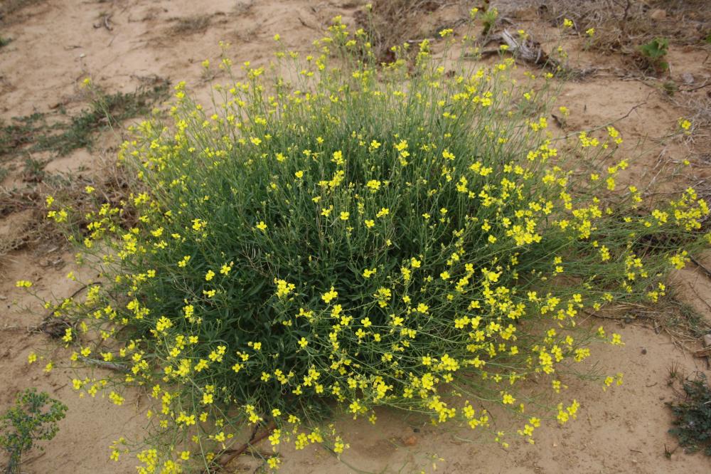 Diplotaxe vulgaire, Roquette jaune Diplotaxis tenuifolia (L.) DC., 1821