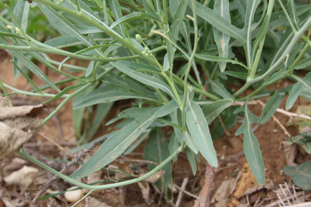 Diplotaxe vulgaire, Roquette jaune Diplotaxis tenuifolia (L.) DC., 1821