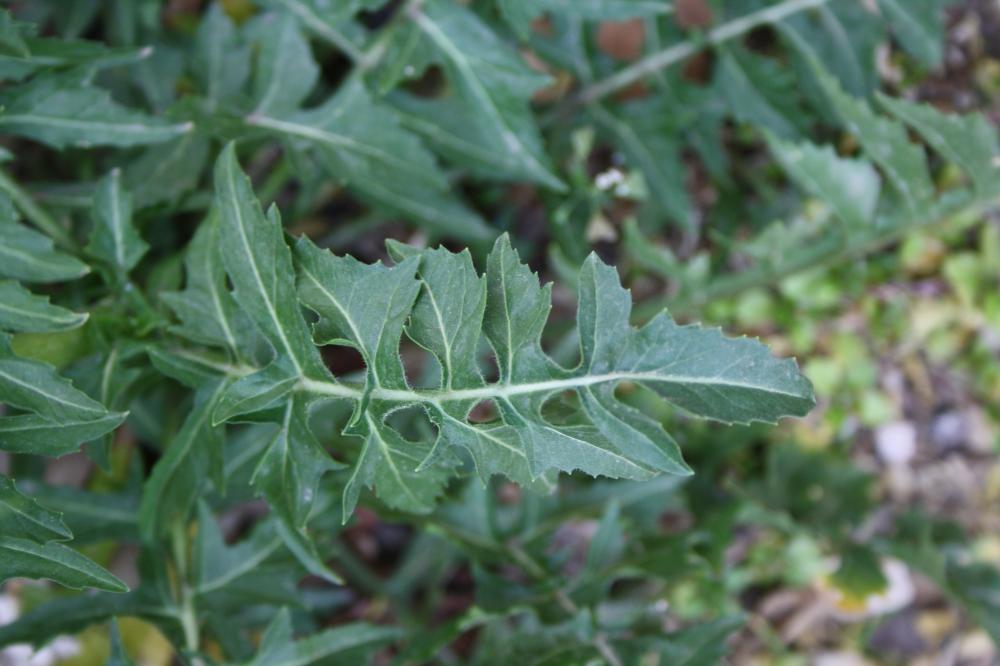 Vélaret, Sisymbre Irio Sisymbrium irio L., 1753
