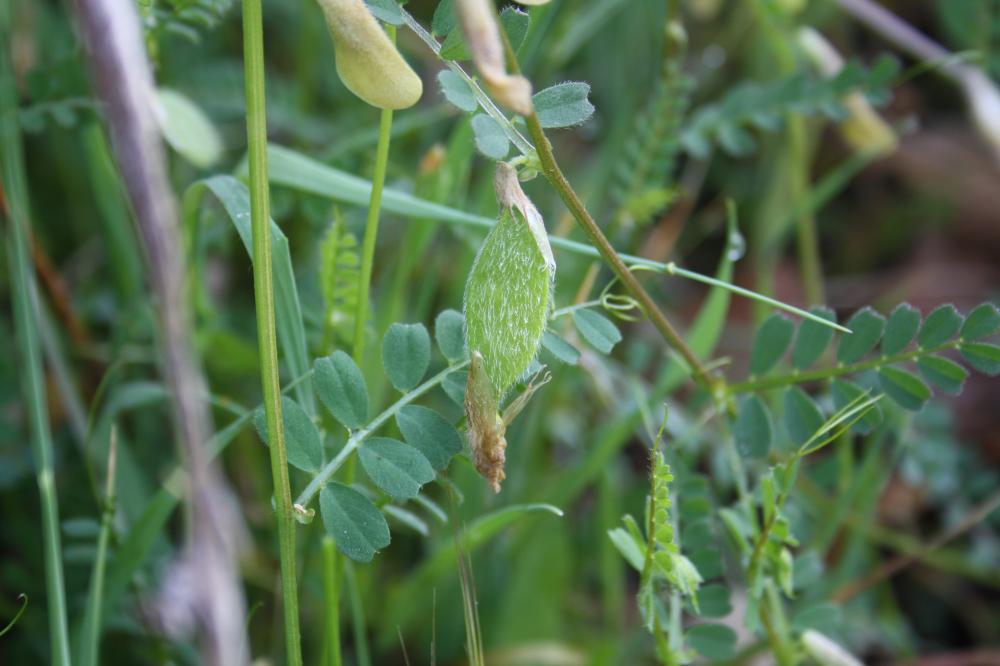 Vesce hybride Vicia hybrida L., 1753