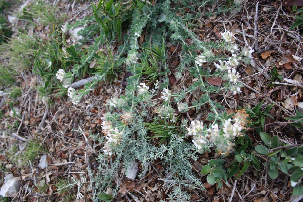 Dorycnium hirsute, Dorycnie hirsute Dorycnium hirsutum (L.) Ser., 1825
