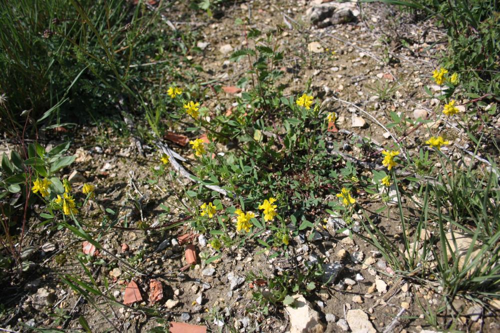 Trigonelle comestible Trigonella esculenta Willd., 1809