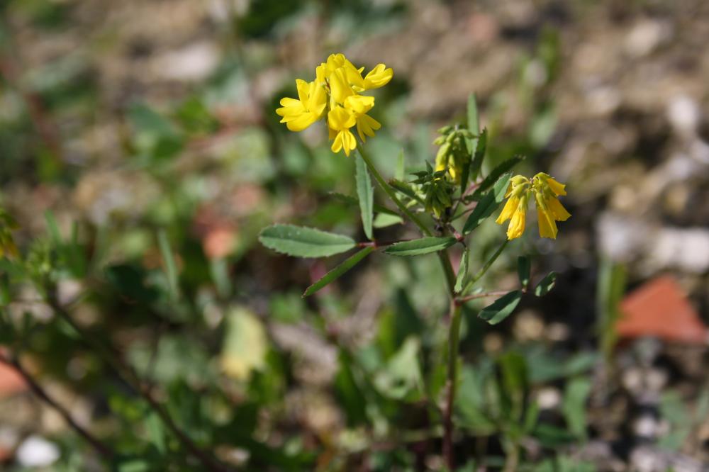 Trigonelle comestible Trigonella esculenta Willd., 1809