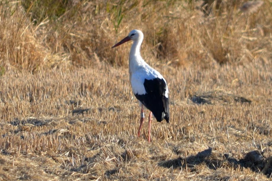 Cigogne blanche Ciconia ciconia (Linnaeus, 1758)