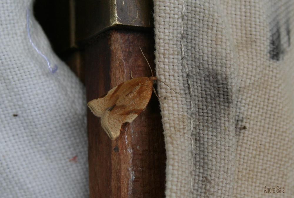 Paramesia gnomana (Clerck, 1759)
