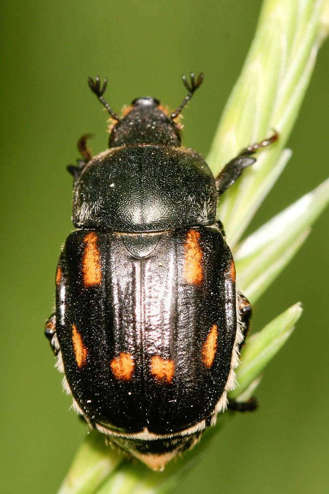  Anisoplia tempestiva Erichson, 1847