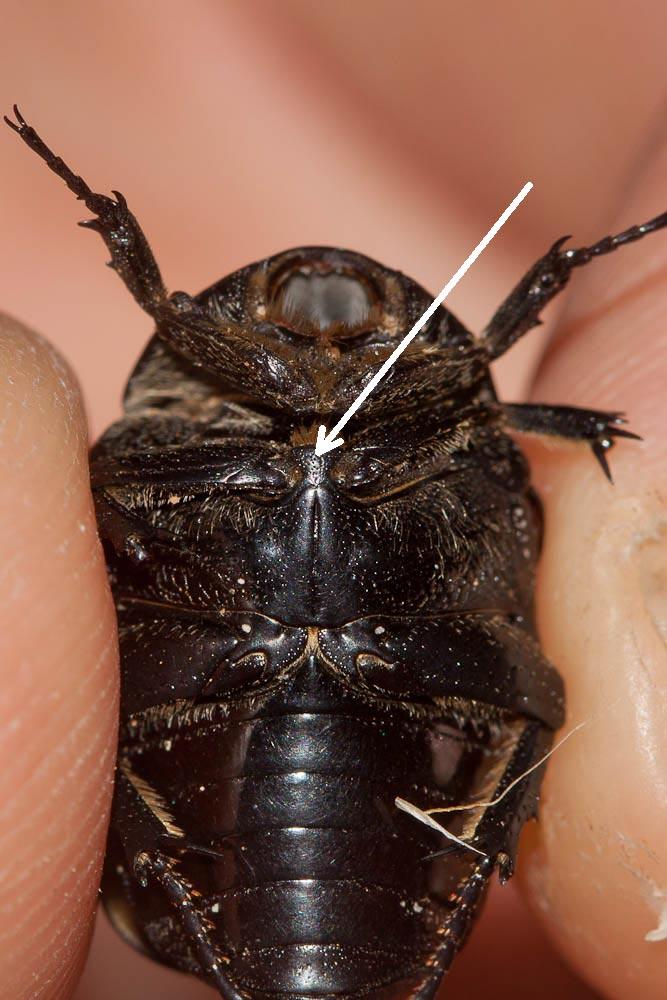 Cétoine noire (la) Netocia morio (Fabricius, 1781)