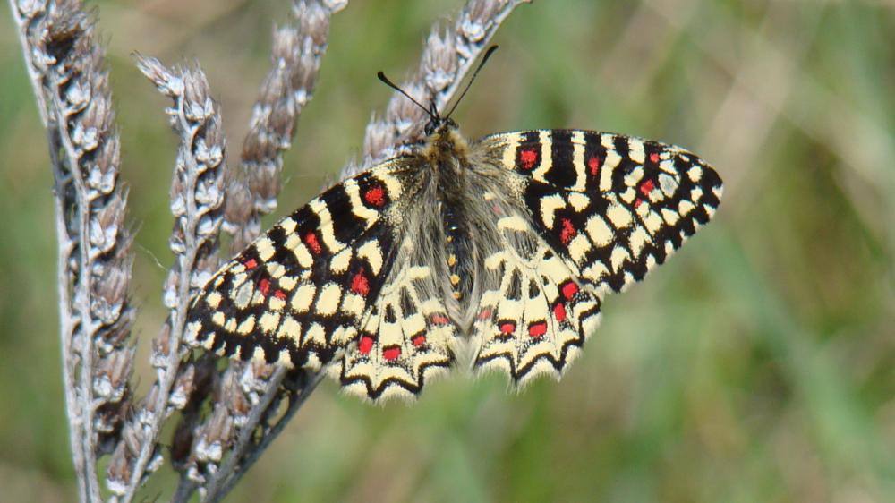 Proserpine (La), Thaïs écarlate (La), Proserpine d Zerynthia rumina (Linnaeus, 1758)