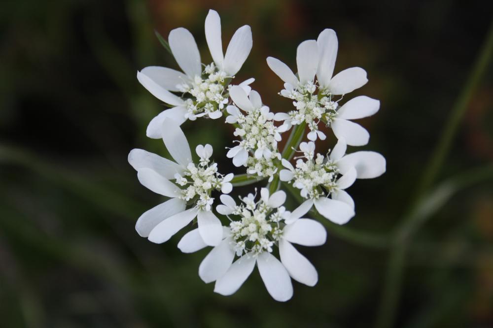 Orlaya de Koch Orlaya platycarpos W.D.J.Koch, 1824