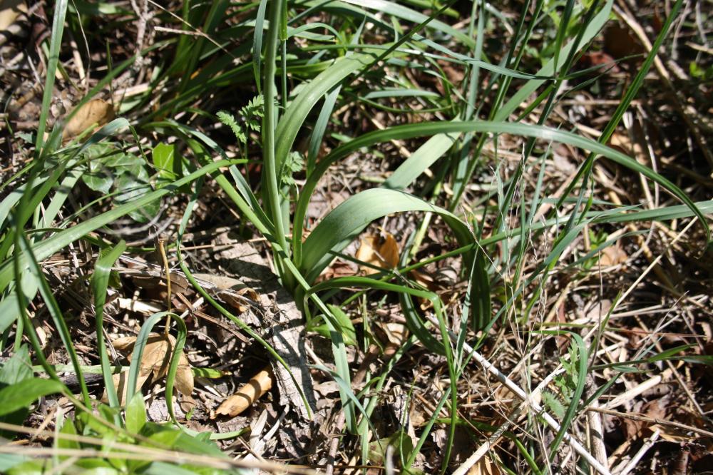 Ail rose Allium roseum L., 1753