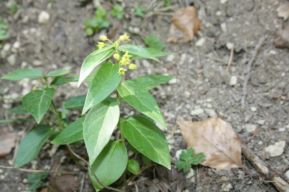 Dompte-venin Vincetoxicum hirundinaria Medik., 1790