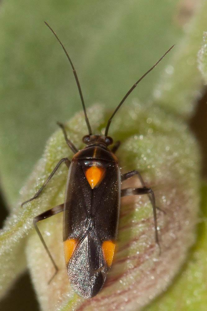  Capsodes flavomarginatus (Donovan, 1798)