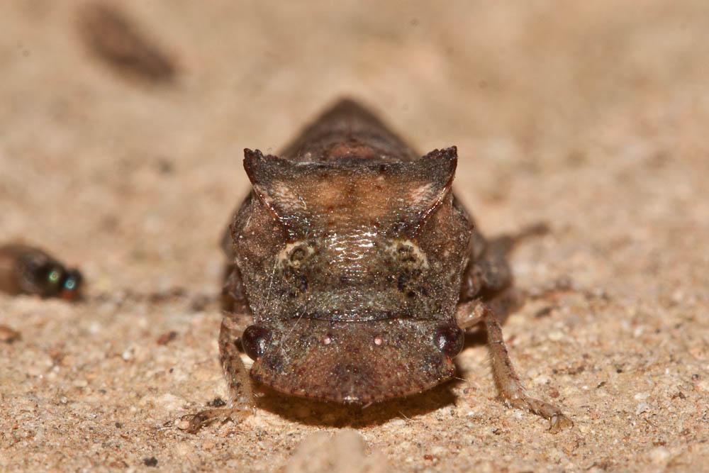 Grand Diable Ledra aurita (Linnaeus, 1758)