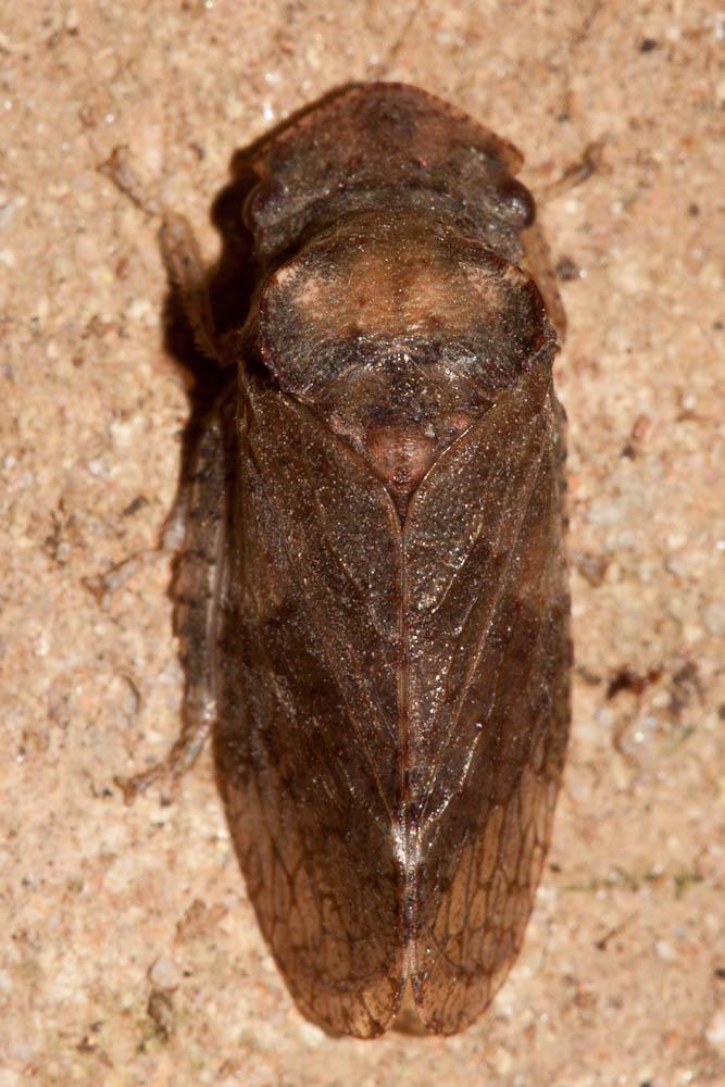 Grand Diable Ledra aurita (Linnaeus, 1758)