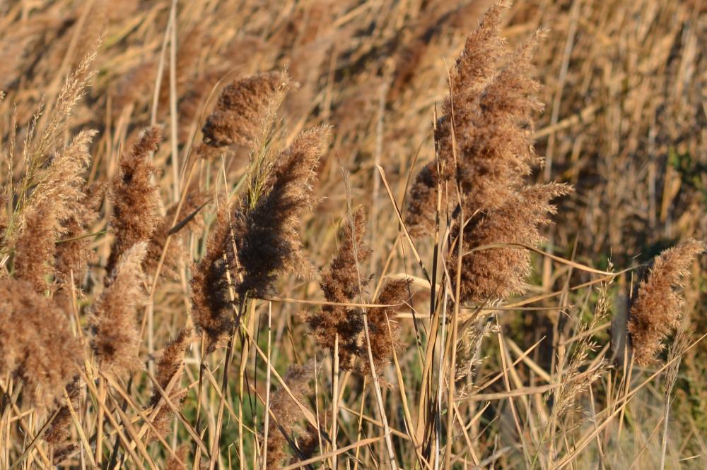 Roseau, Roseau commun, Roseau à balais Phragmites australis (Cav.) Trin. ex Steud., 1840