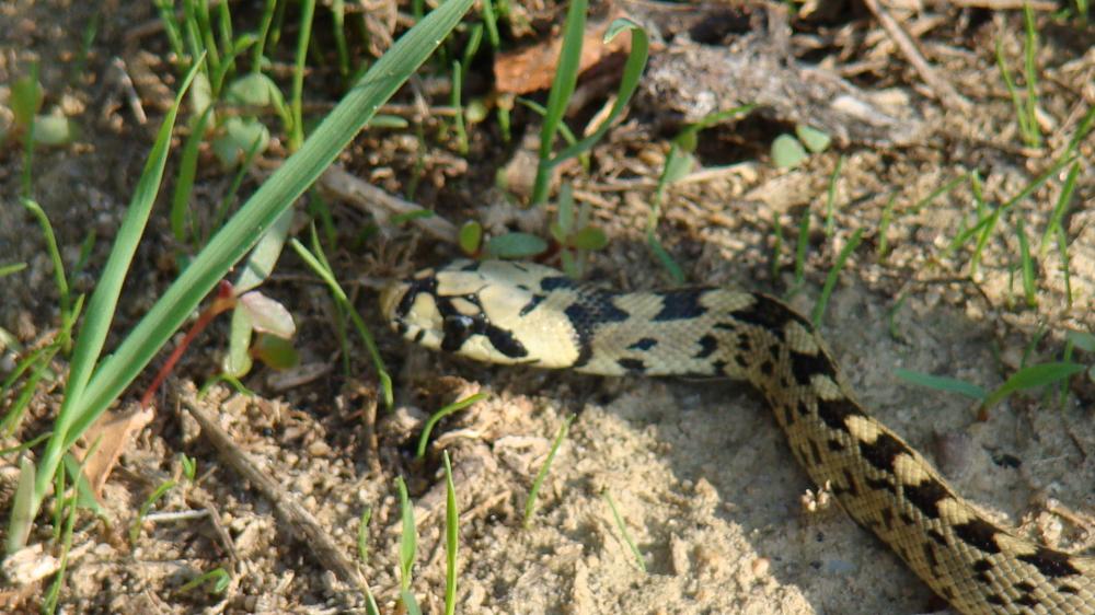Couleuvre à échelons Zamenis scalaris (Schinz, 1822)