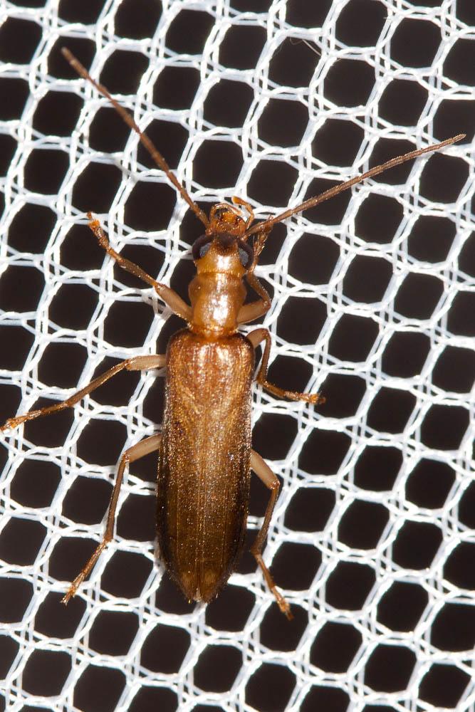  Nacerdes raymondi (Mulsant & Godart, 1860)