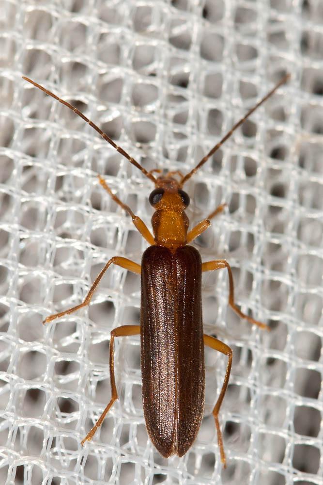 Nacerdes carniolica (Gistel, 1834)