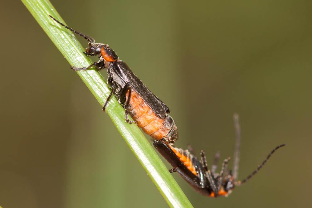  Cantharis pulicaria Fabricius, 1781