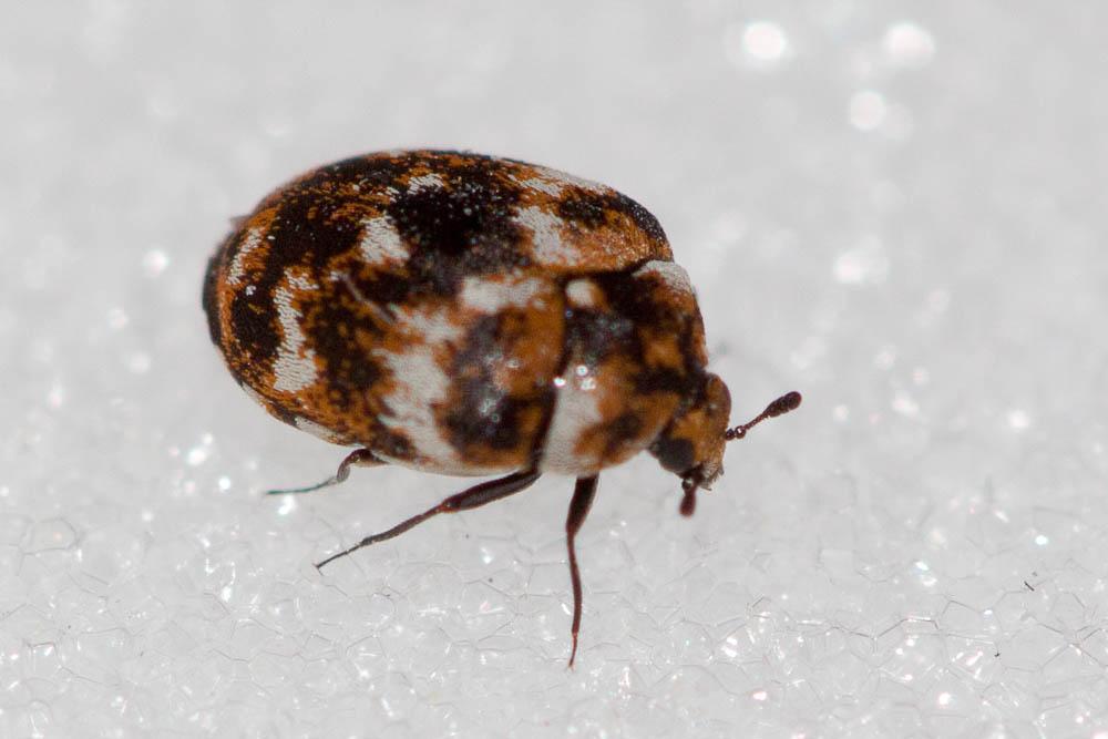 Anthrène des tapis, Anthrène bigarré des tapis, An Anthrenus verbasci (Linnaeus, 1767)