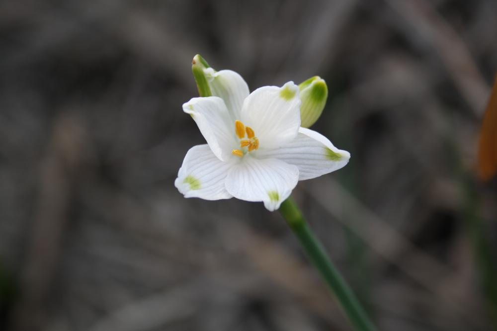 Nivéole d'été Leucojum aestivum L., 1759