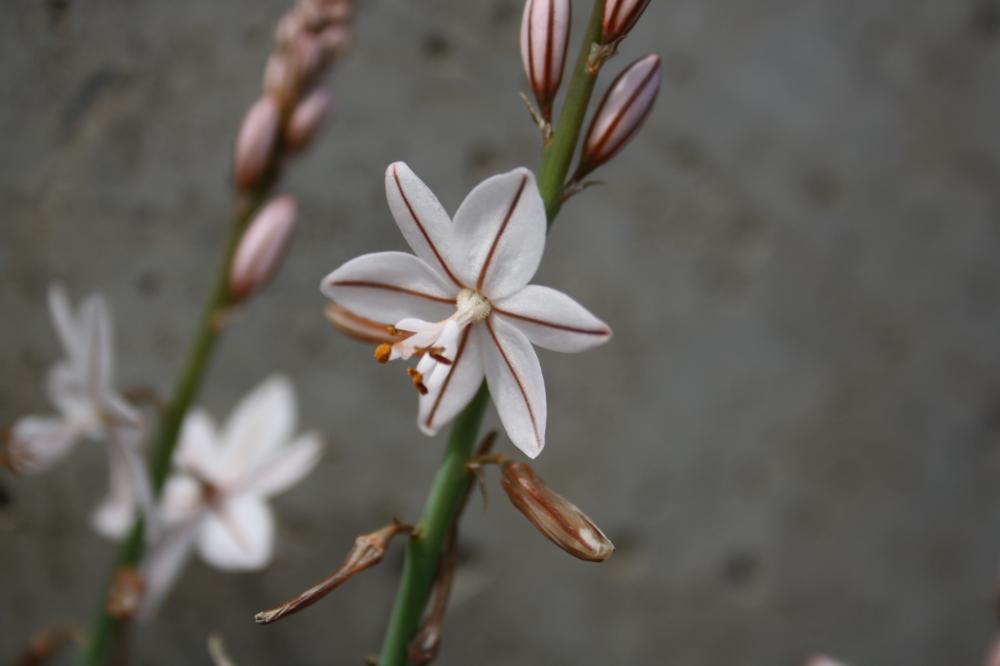 Asphodèle fistuleuse, Asphodèle fistuleux Asphodelus fistulosus L., 1753