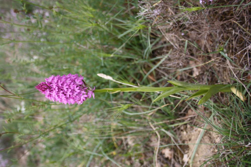Orchis pyramidal, Anacamptis en pyramide Anacamptis pyramidalis (L.) Rich., 1817