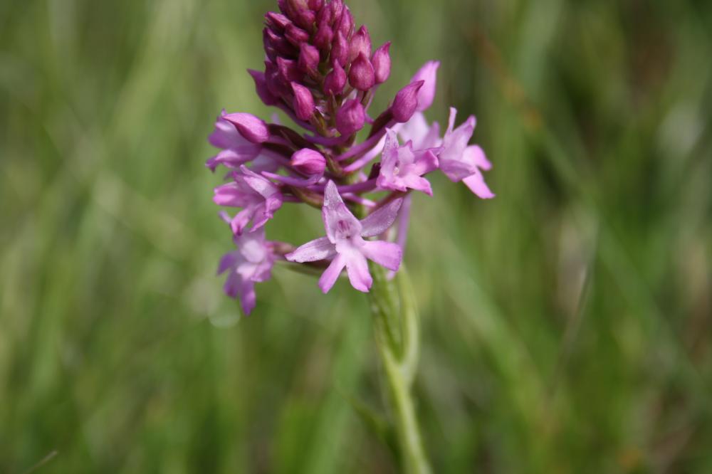 Orchis pyramidal, Anacamptis en pyramide Anacamptis pyramidalis (L.) Rich., 1817