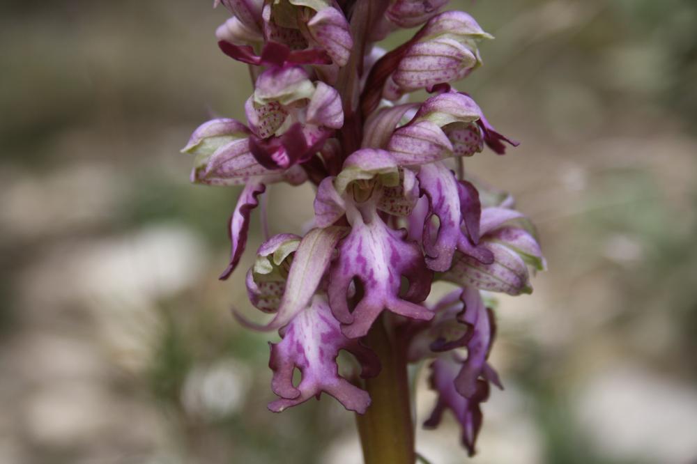 Orchis géant, Orchis à longues bractées, Barlie Himantoglossum robertianum (Loisel.) P.Delforge, 1999