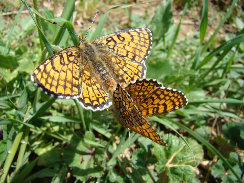 Mélitée du Plantain (La), Déesse à ceinturons (La) Melitaea cinxia (Linnaeus, 1758)