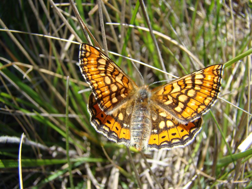 Damier de la Succise (Le), Artémis (L'), Damier pr Euphydryas aurinia (Rottemburg, 1775)
