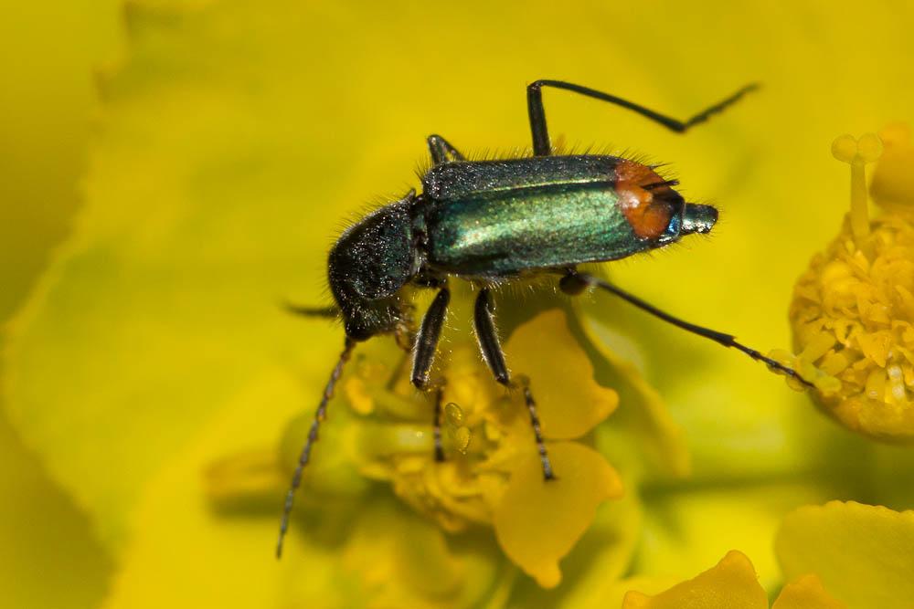  Clanoptilus geniculatus (Germar, 1824)