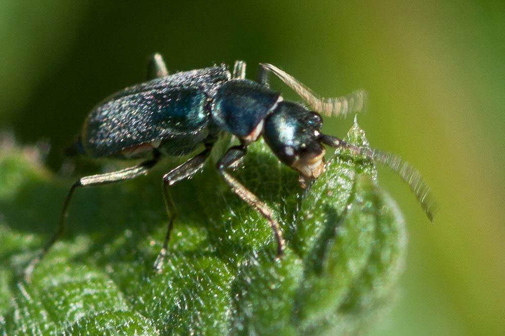  Clanoptilus geniculatus (Germar, 1824)