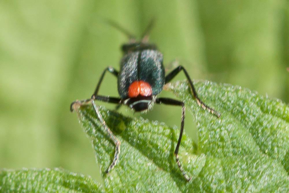Clanoptilus geniculatus (Germar, 1824)