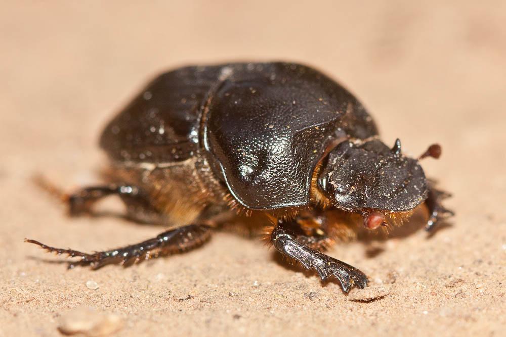 Bubas bison (Linnaeus, 1767)