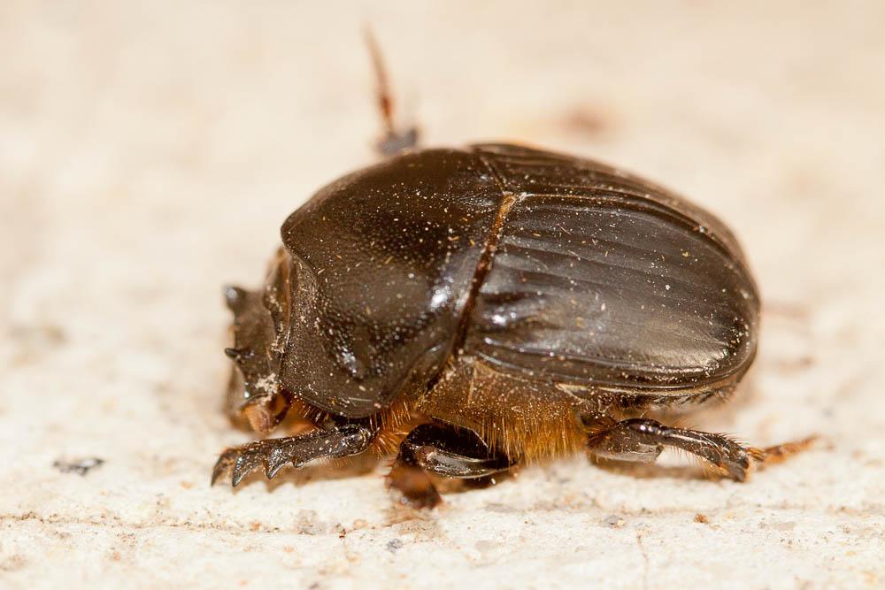 Bubas bison (Linnaeus, 1767)