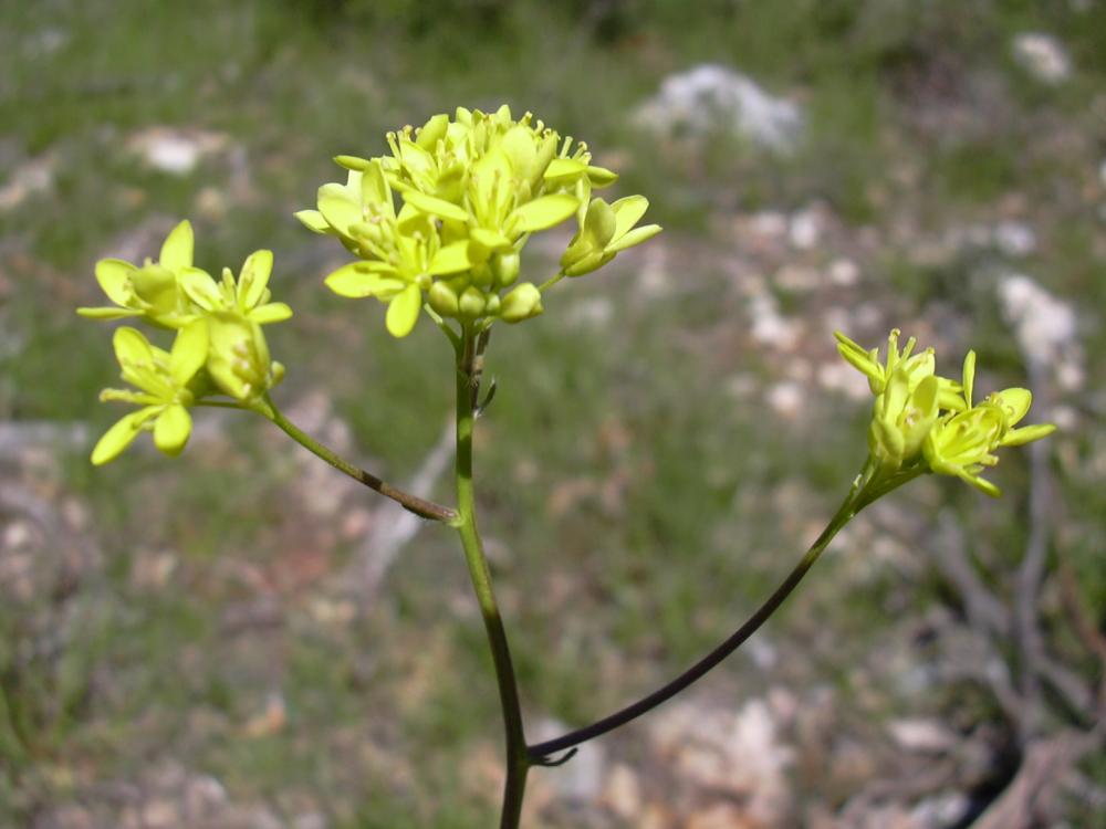 Lunetière lisse, Biscutelle commune Biscutella laevigata L., 1771