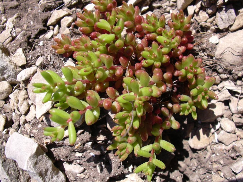 Orpin blanc Sedum album L., 1753