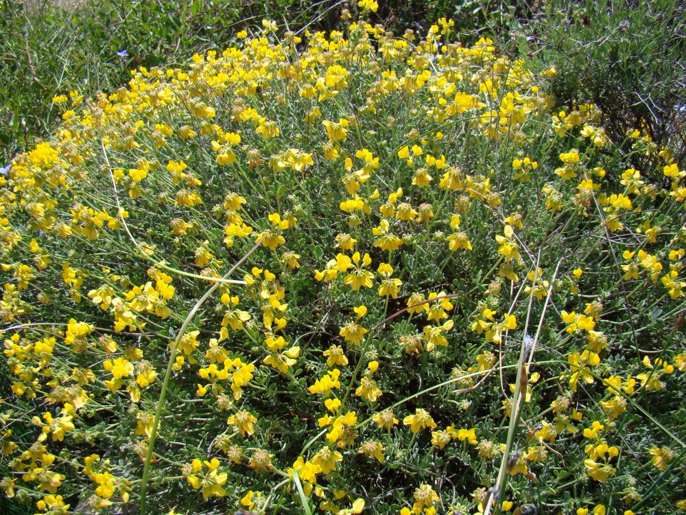 Coronille naine, Coronille mineure Coronilla minima L., 1756