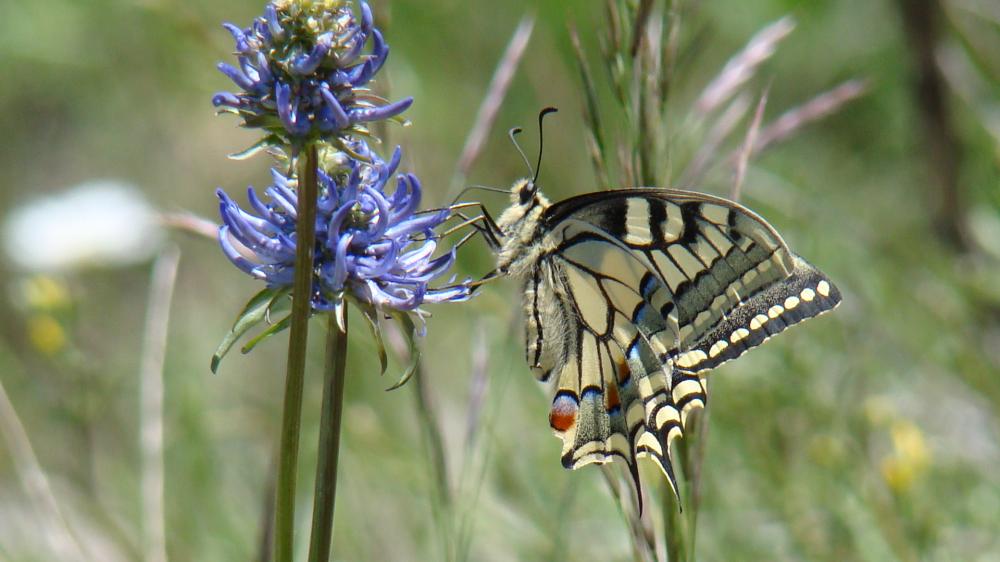 Machaon (Le), Grand Porte-Queue (Le) Papilio machaon Linnaeus, 1758